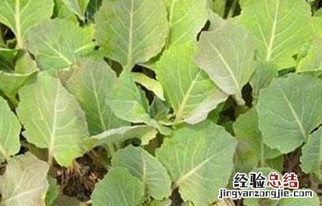 油菜缺硼症状及防治方法视频 油菜缺硼症状及防治方法