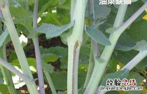 油菜缺硼症状及防治方法视频 油菜缺硼症状及防治方法