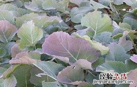 油菜缺硼症状及防治方法视频 油菜缺硼症状及防治方法