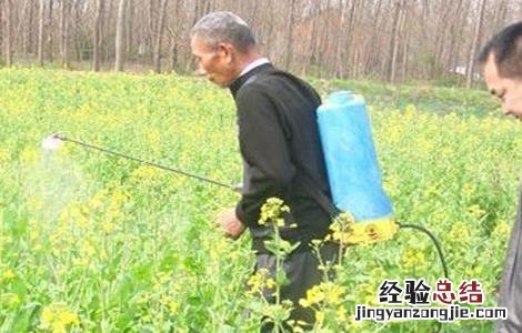 油菜缺硼症状及防治方法视频 油菜缺硼症状及防治方法