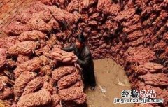 防止红薯烂窖新诀窍 怎么窖红薯不坏