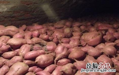 防止红薯烂窖新诀窍 怎么窖红薯不坏