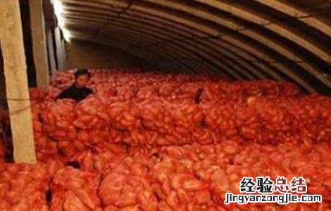 防止红薯烂窖新诀窍 怎么窖红薯不坏