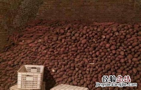 防止红薯烂窖新诀窍 怎么窖红薯不坏