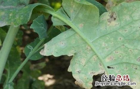 油菜叶发红是怎么回事 油菜红叶的原因及解决方法