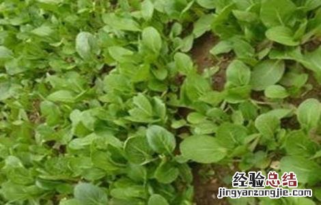 油菜叶发红是怎么回事 油菜红叶的原因及解决方法