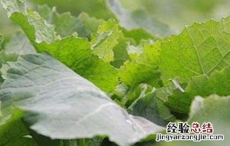 油菜叶发红是怎么回事 油菜红叶的原因及解决方法