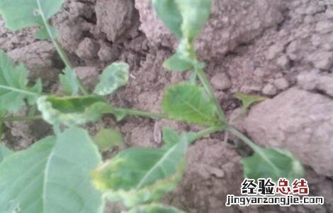 油菜叶发红是怎么回事 油菜红叶的原因及解决方法