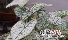 花叶芋有毒吗 花叶芋有毒吗能吃吗