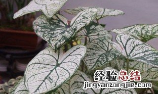 花叶芋有毒吗 花叶芋有毒吗能吃吗