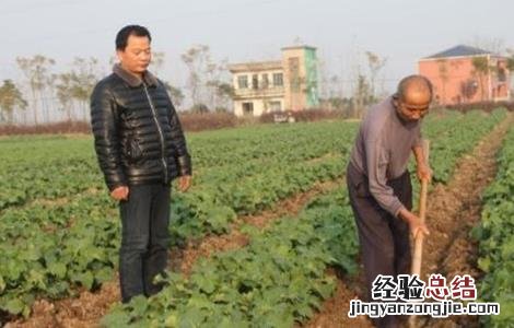 油菜种植的田间管理要点 油菜种植的田间管理