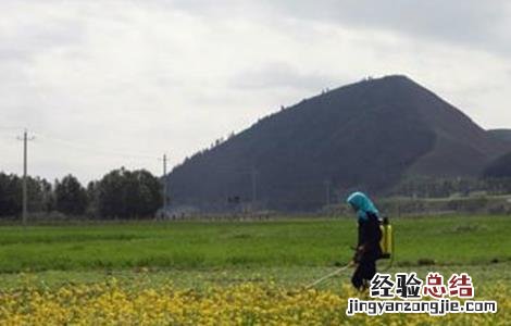 油菜种植的田间管理要点 油菜种植的田间管理