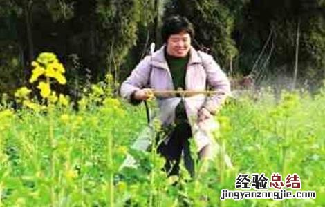 油菜种植的田间管理要点 油菜种植的田间管理