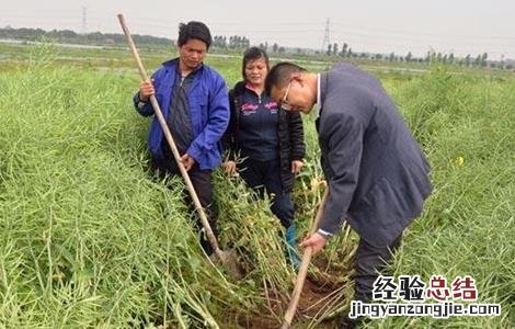 油菜种植的田间管理要点 油菜种植的田间管理