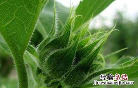 向日葵生长过程的时间和阶段 向日葵不同生长阶段的管理