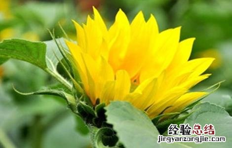 向日葵生长过程的时间和阶段 向日葵不同生长阶段的管理