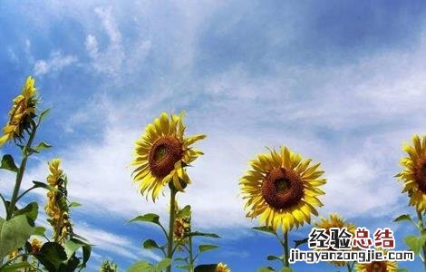 向日葵生长过程的时间和阶段 向日葵不同生长阶段的管理