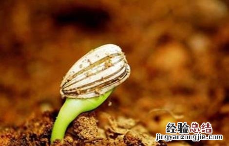 向日葵生长过程的时间和阶段 向日葵不同生长阶段的管理