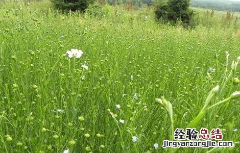 如何提高亚麻的产量 如何提高亚麻的产量和效率