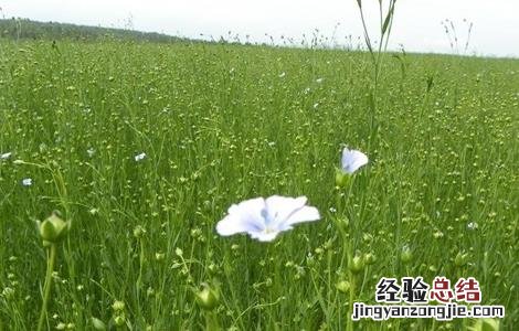 如何提高亚麻的产量 如何提高亚麻的产量和效率