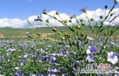 如何提高亚麻的产量 如何提高亚麻的产量和效率