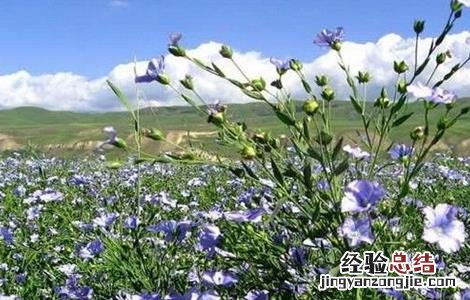 如何提高亚麻的产量 如何提高亚麻的产量和效率
