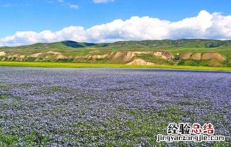 如何提高亚麻的产量 如何提高亚麻的产量和效率