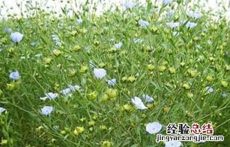 如何提高亚麻的产量 如何提高亚麻的产量和效率