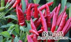 朝天椒不能和什么一起吃 哪些食材不能与朝天椒一起吃