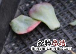 如何处理多肉的枯叶 多肉叶片的清理与枯叶处理