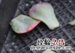 如何处理多肉的枯叶 多肉叶片的清理与枯叶处理