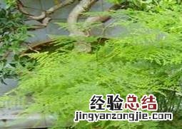 文竹植物叶子发黄怎么养