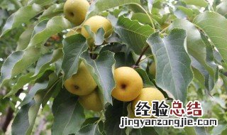 梨树保花保果什么时候打药 梨树保花保果时间