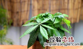 招财树几天浇一次水 招财树几天浇一次水啊