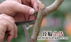 果树嫁接口能埋在土里吗 栽培果树时嫁接口可以埋掉吗?