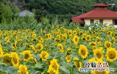 向日葵花蕾期的管理要点 向日葵现蕾期施什么肥