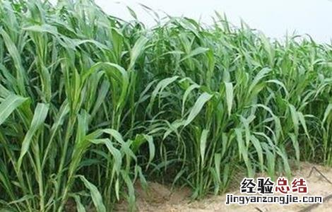高粱倒伏怎么办 高粱倒伏怎么办小妙招