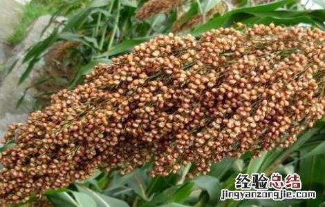 高粱倒伏怎么办 高粱倒伏怎么办小妙招