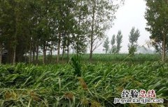高粱倒伏怎么办 高粱倒伏怎么办小妙招