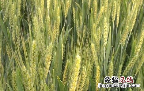 2019年四大主粮的行情怎么样 三大主粮价格波动