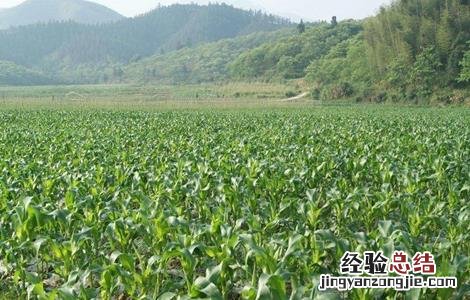 2019年四大主粮的行情怎么样 三大主粮价格波动