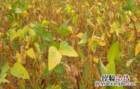 2019年四大主粮的行情怎么样 三大主粮价格波动