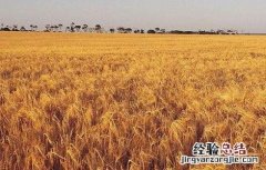 2019年四大主粮的行情怎么样 三大主粮价格波动