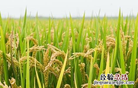 2019年四大主粮的行情怎么样 三大主粮价格波动