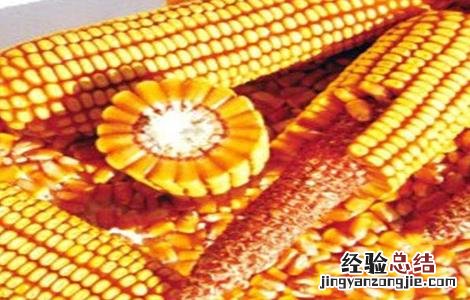 玉米种子的催芽方法 玉米种子的催芽方法是什么