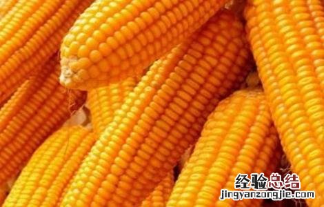玉米种子的催芽方法 玉米种子的催芽方法是什么