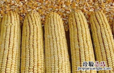玉米种子的催芽方法 玉米种子的催芽方法是什么