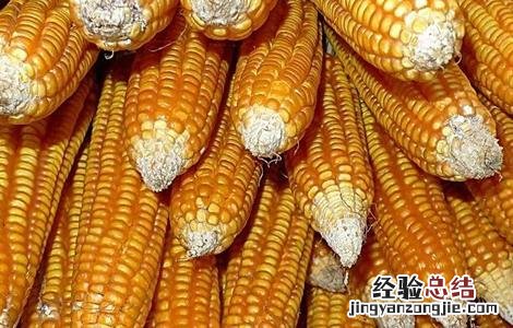 玉米种子的催芽方法 玉米种子的催芽方法是什么