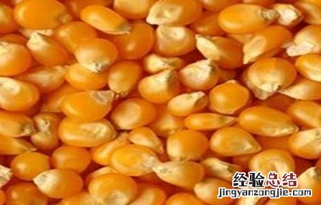 玉米种子的催芽方法 玉米种子的催芽方法是什么