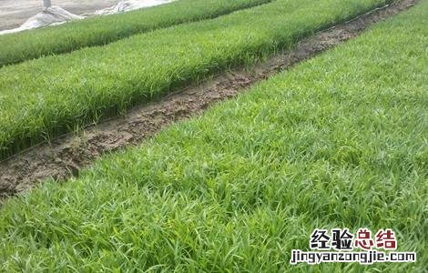 水稻育苗技术要点 水稻育苗方法及经验